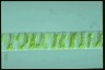 Spirogyra