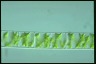 Spirogyra