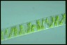 Spirogyra