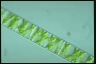 Spirogyra