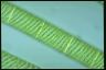 Spirogyra