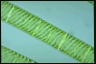 Spirogyra