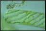 Spirogyra