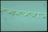 Spirogyra