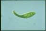 Euglena spirogyra