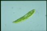 Euglena spirogyra