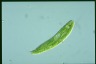 Euglena spirogyra