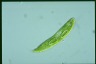 Euglena spirogyra