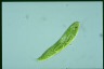 Euglena spirogyra