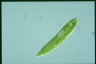 Euglena spirogyra