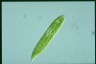 Euglena spirogyra