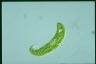 Euglena spirogyra