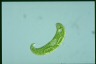 Euglena spirogyra