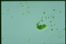 Euglena mutabilis