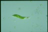 Euglena mutabilis