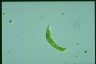 Euglena mutabilis