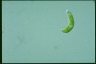 Euglena