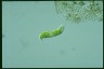 Euglena