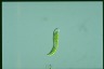 Euglena