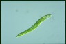 Euglena deses