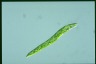 Euglena deses