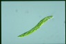 Euglena deses