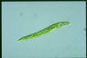 Euglena deses