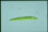 Euglena deses