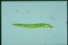 Euglena deses