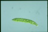 Euglena deses