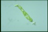 Euglena deses