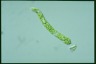 Euglena deses