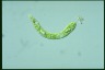 Euglena deses