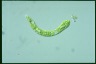 Euglena deses