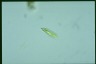 Euglena tripteris