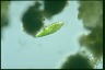 Euglena