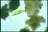 Euglena