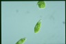 Euglena stellata