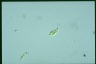 Euglena