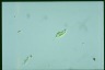 Euglena