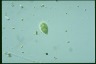 Euglena