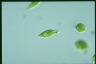 Euglena viridis