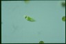 Euglena viridis