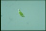 Euglena viridis