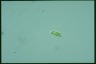 Euglena psciformis