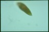 Euglena sanguinea