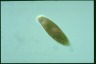 Euglena sanguinea