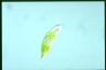 Euglena hemichromata