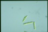 Euglena gracilis