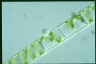 Spirogyra Rhyzophydium